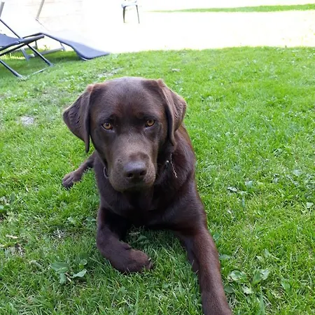 Appartement Stallhaeusl Schladming