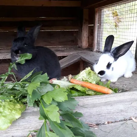 Appartement Stallhaeusl Schladming