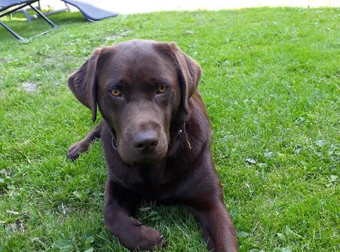 Apartment Stallhäusl Schladming