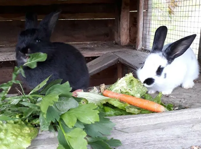 Apartment Stallhäusl Schladming