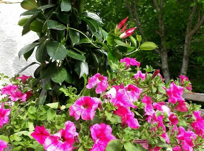 Apartment Stallhaeusl